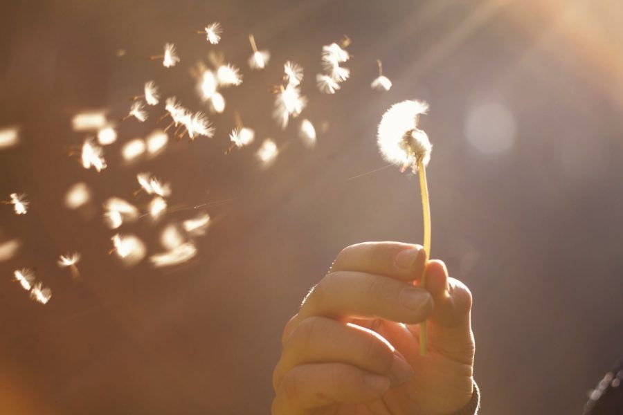 pedir un deseo flor diente de león