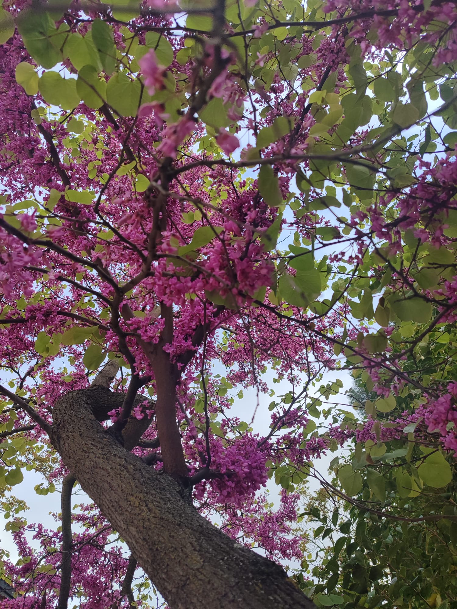 Aquellos deseos que te sorprenden…